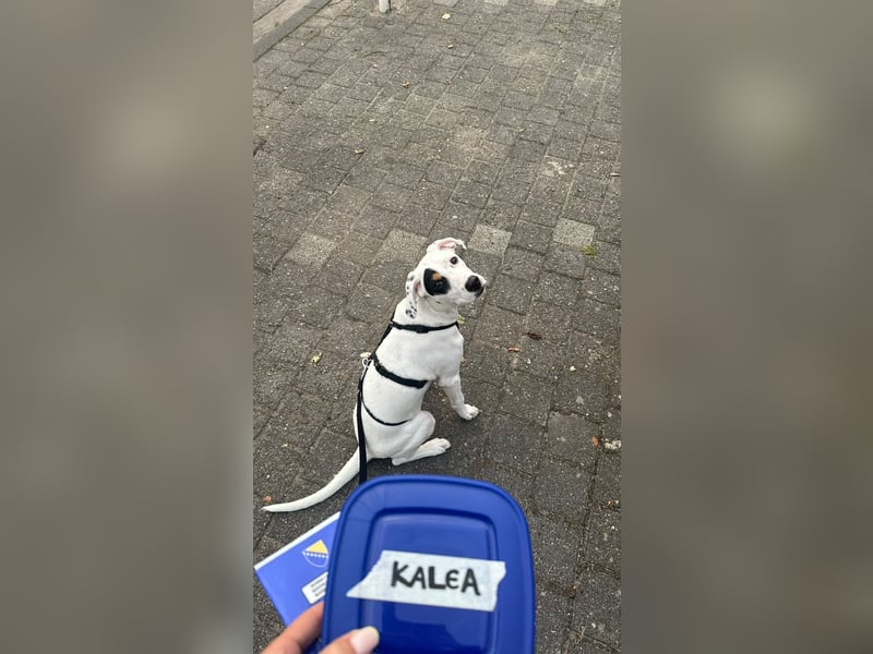 Kalea - Junghündin sucht Für-Immer-Zuhause