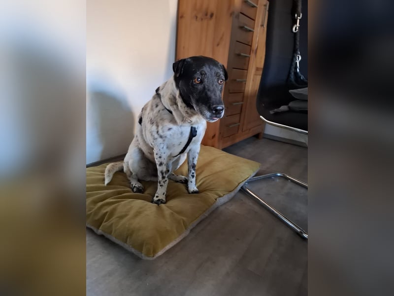 Rüde Monty auf Pflegestelle in D-Groß Gerau