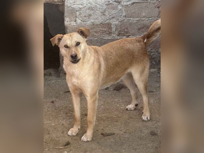 ⭐️HOPE⭐️, wurde Schlimmes angetan, Hündin, 2 Jahre, 55 cm, Mischling, Tierschutz Rumänien