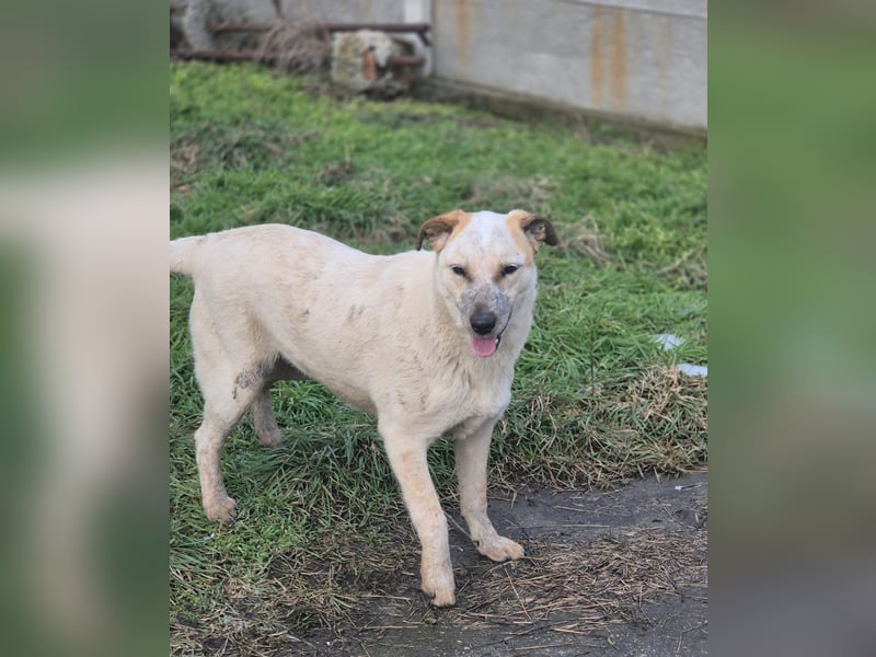 Junghündin Gia möchte Rumänien schnell verlassen