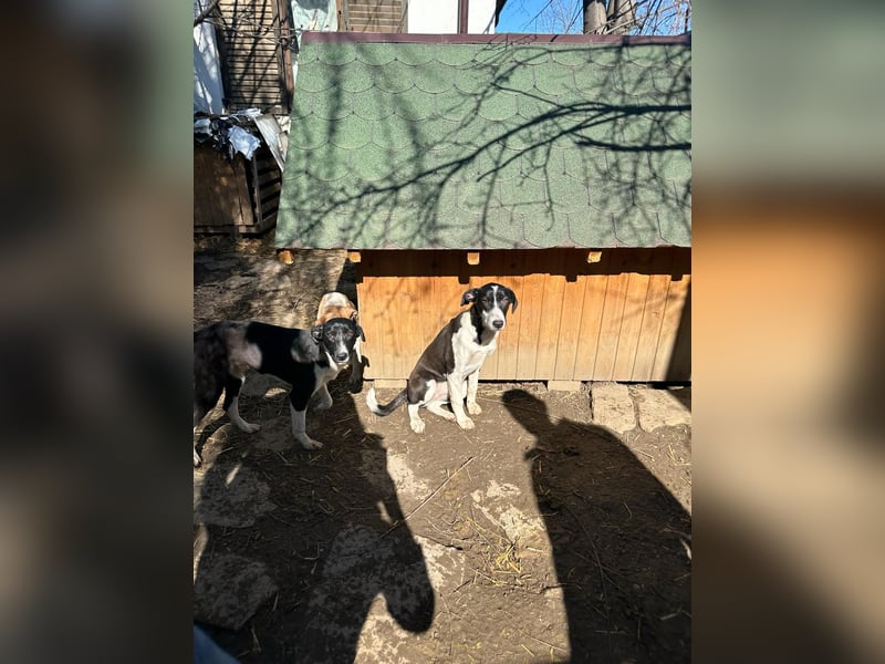 ⭐️GERDI⭐️, herzliche Hündin, 2,5 Jahre, 54 cm, Mischling, Tierschutz