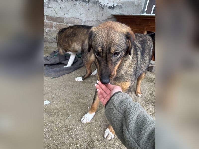 ⭐️AMY⭐️, unkomplizierte Hündin, 2 Jahre, 59 cm, Mischling, Tierschutz Rumänien