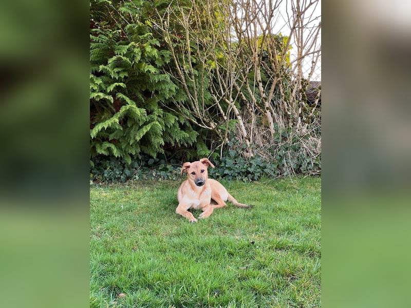 FELICY, smarter Windhund-Mix, 6 Monate, 54 cm, Tierschutz, Pflegestelle Kürten