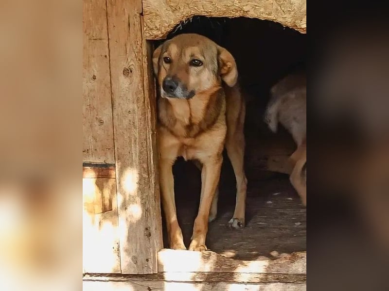 ⭐️SINA⭐️, reizende Tratschtante, Hündin, 8 Jahre, 53 cm, Mischling, Tierschutz