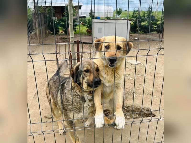 Flora Tierschutzhund sucht ein Zuhause