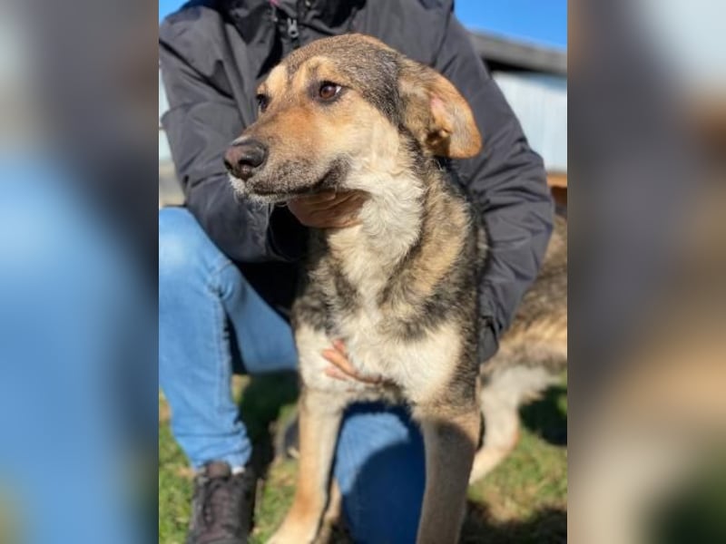 Luca Tierschutzhund sucht ein Zuhause
