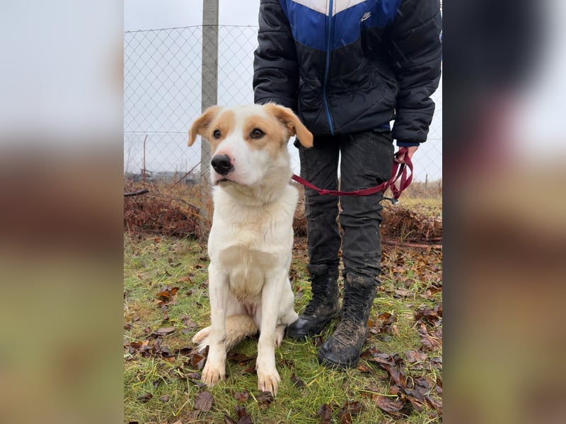 Falina - liebevolle entspannte Hundedame sucht ihre Familie