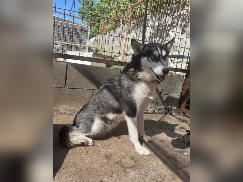 Hanna - Huskyhündin sucht Geborgenheit