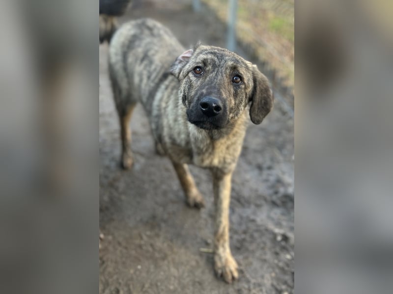 HELEN, schüchternes Notfell, 10 Monate, 53 cm, Herdenschutz-Mix, Tierschutz Rumänien