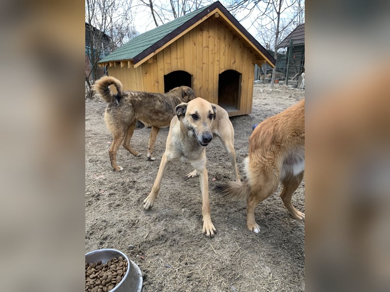 ⭐️KATHI⭐️, sportliche Hündin, 7,5 Jahre, 55 cm, Mischling, Tierschutz Rumänien