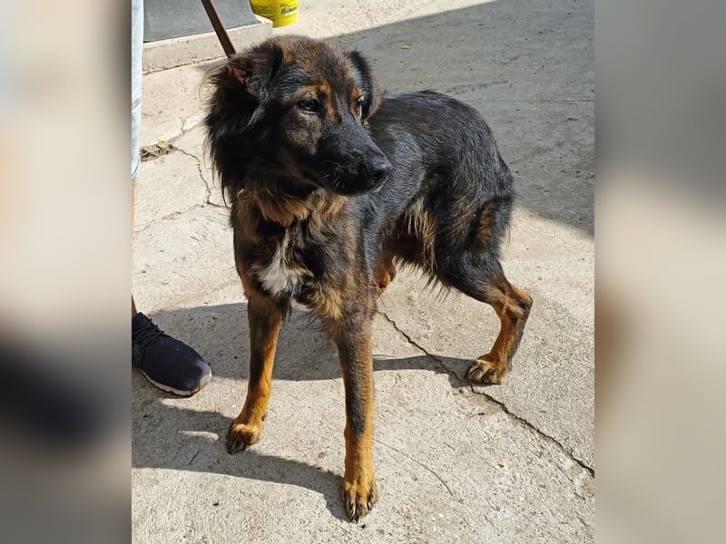 Kalina - tolle Hündin möchte bei dir einziehen!