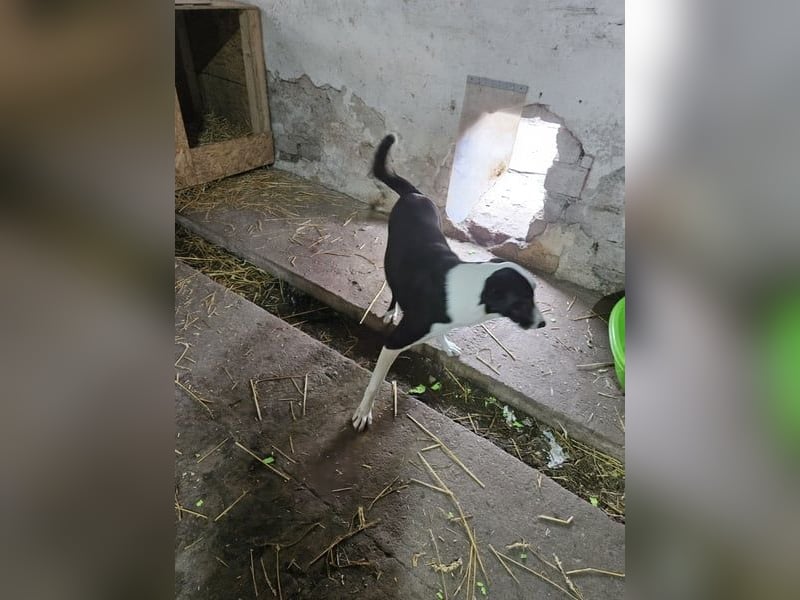 ⭐️YAFFA⭐️, verspielte Hündin, 2 Jahre, 50 cm, Mischling, Tierschutz