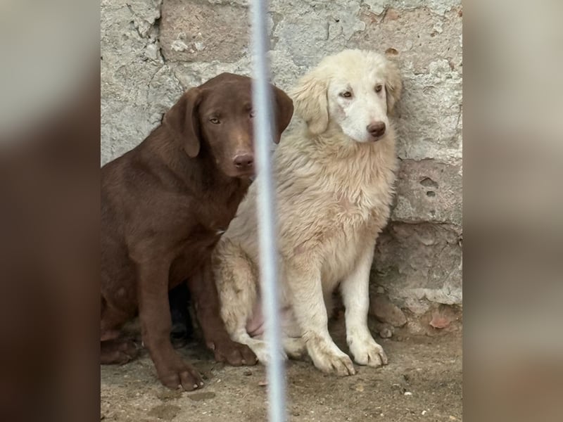 ⭐️DEXI⭐️, neugieriges Fellkind, Hündin, 10 Monate, ca. 55cm, Mischling, Tierschutz