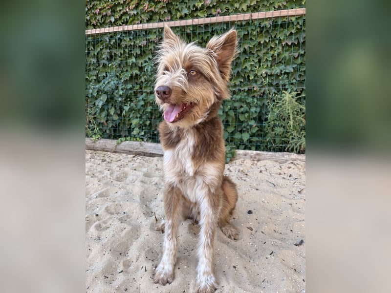 Charmanter Felix wartet auf unserem Tierschutzhof in Portugal!