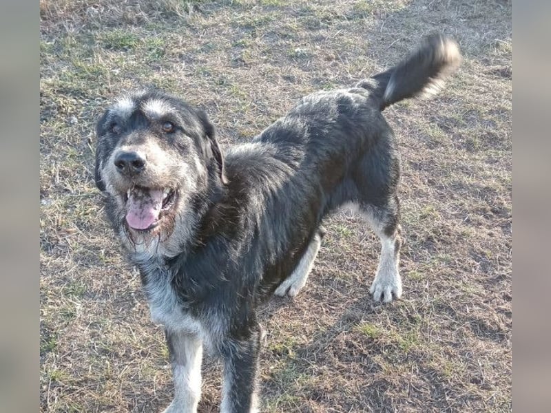 Hermiusz - Will dein Vertrauen gewinnen!