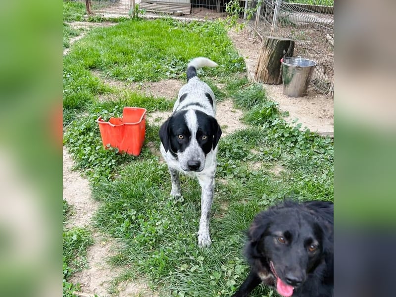 Pongo Tierschutzhund sucht ein Zuhause