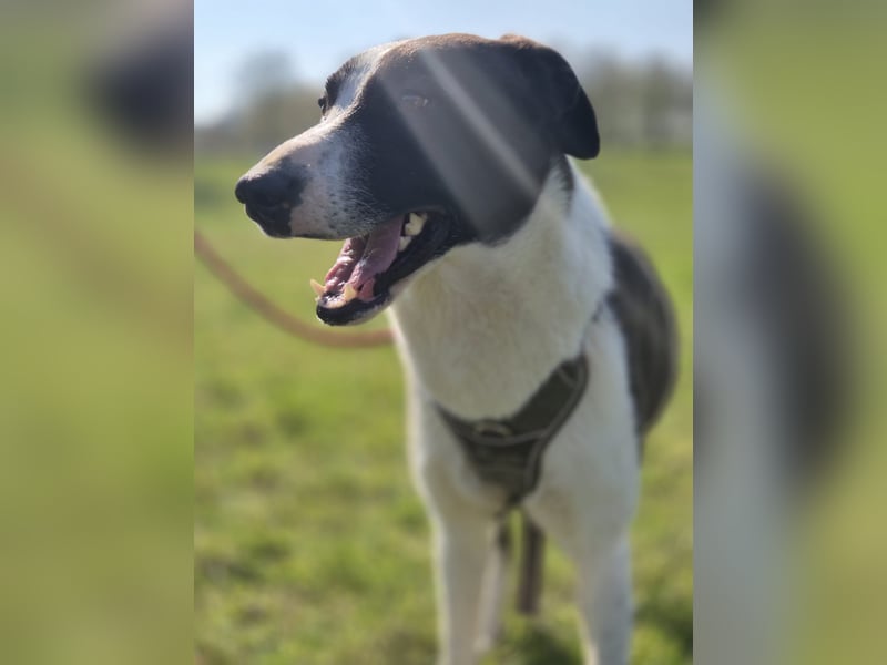 YAELA, wunderbarer Rohdiamant, 2,5 Jahre, 52 cm, Mischling, Tierschutz, Pflegestelle Köln