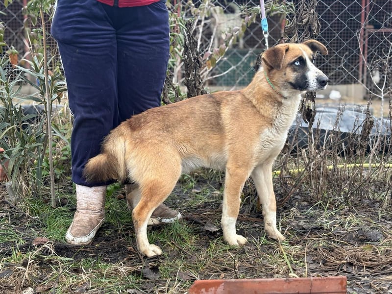 Shirley ist ein Herzenshund auf der Suche nach dir