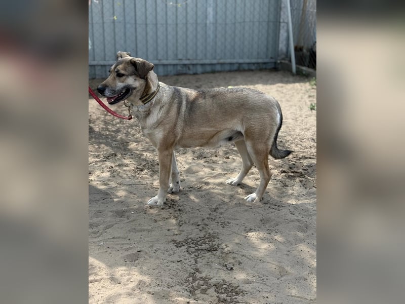 Nayeli sucht ein Zuhause mit Erfahrung