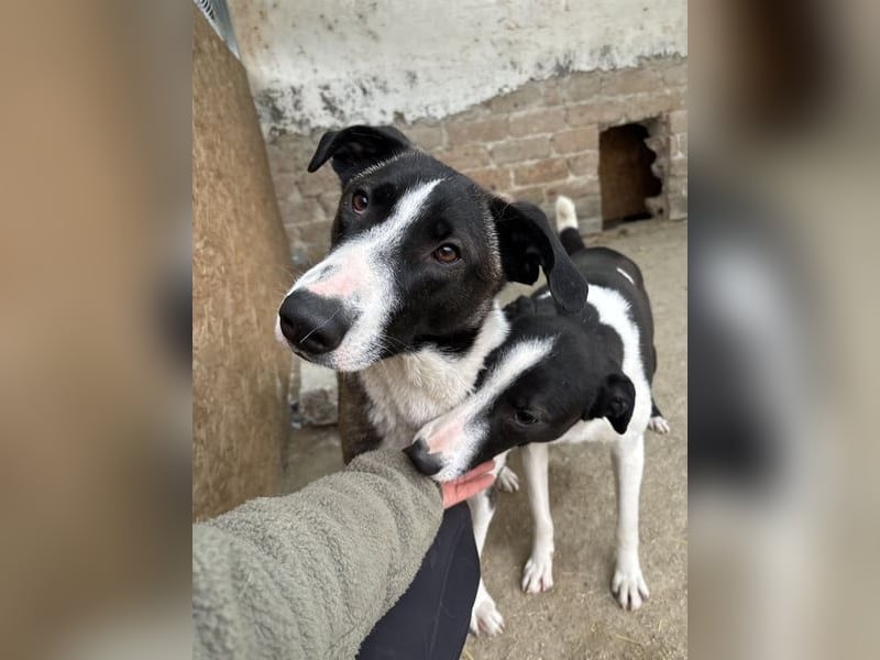 ⭐️YADE⭐️, Kuschelkönigin, 2,5 Jahre, 56 cm, Mischling, Tierschutz Rumänien