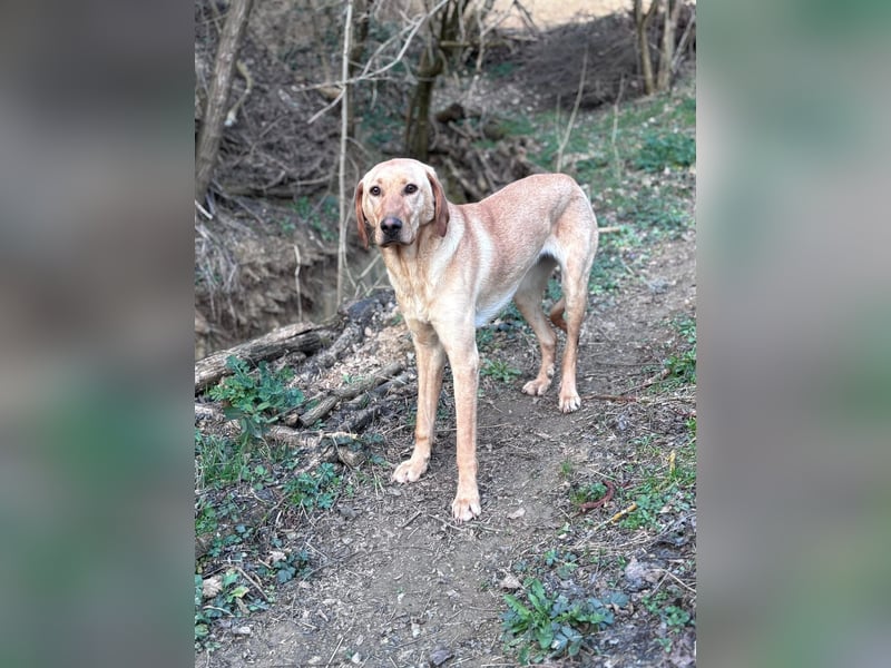 Charlotte sucht ein zu Hause