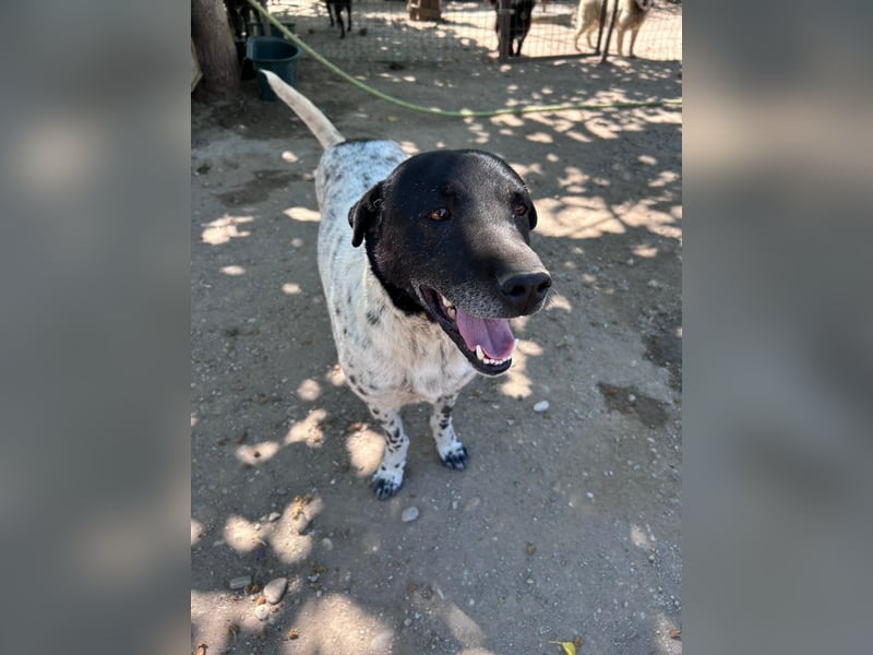 Rüde Monty auf Pflegestelle in D-Groß Gerau