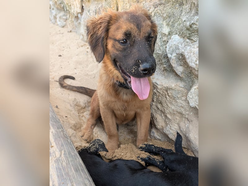 Zauberhafter Atos wartet auf unserem Tierschutzhof in Portugal!