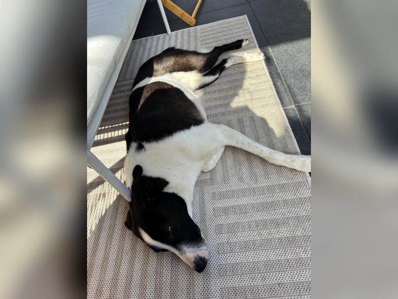 YAELA, superliebe Kuschelmaus, 2,5 Jahre, 52 cm, Mischling, Tierschutz Rumänien, Pflegestelle Köln