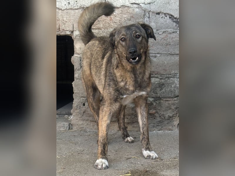 ⭐️AVA⭐️, toller Name, tolle Hündin, 2 Jahre, 52 cm, Mischling, Tierschutz