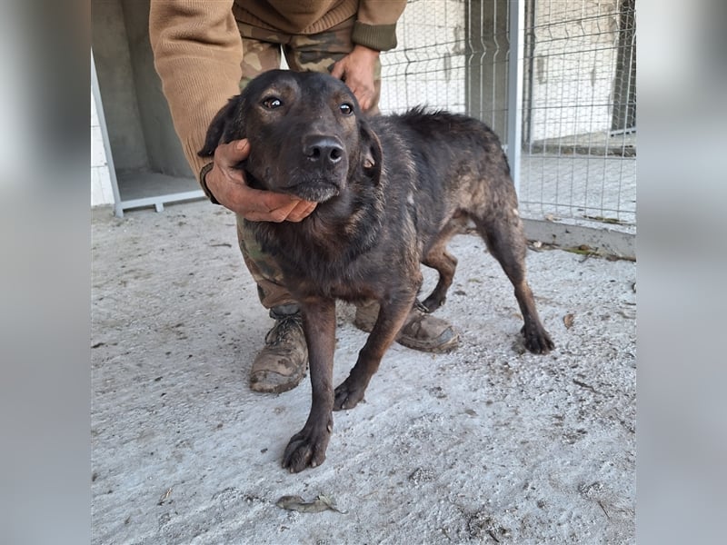 Junghund 884934 - noch ohne Namen