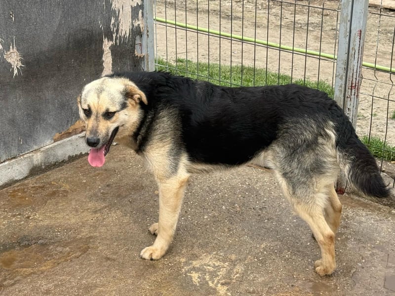 Rüde 028404 sucht sein Zuhause