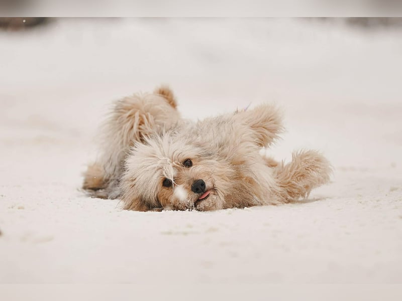 Kleiner Clown Benny sucht seine Menschen