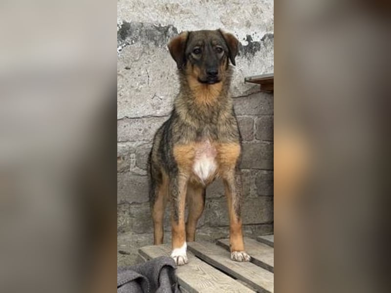 ⭐️AMY⭐️, unkomplizierte Hündin, 2 Jahre, 59 cm, Mischling, Tierschutz Rumänien
