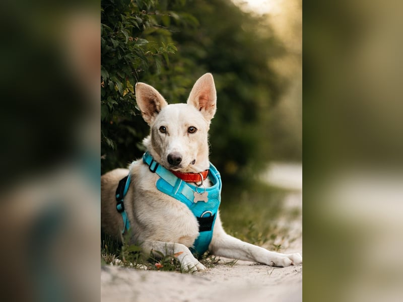 Vorsichtiger Whitey sucht seine Menschen