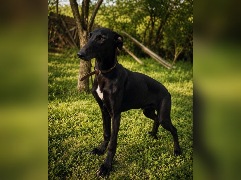 Sancho Tierschutzhund sucht ein Zuhause