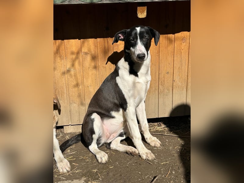 ⭐️GERDI⭐️, herzliche Hündin, 2,5 Jahre, 54 cm, Mischling, Tierschutz