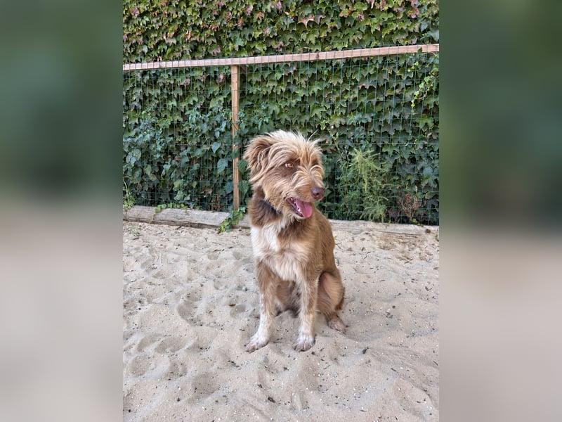 Charmanter Felix wartet auf unserem Tierschutzhof in Portugal!