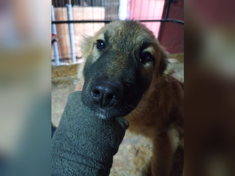 ⭐️TJUNA⭐️, Malinois-Mischling, Hündin, 9 Monate, 51 cm, Mischling, Tierschutz Rumänien