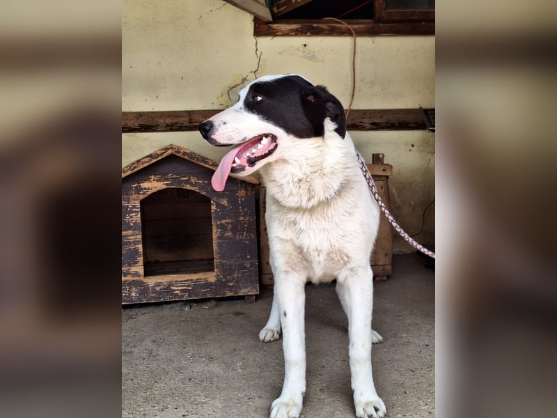 Rüde Emil stellt sich vor