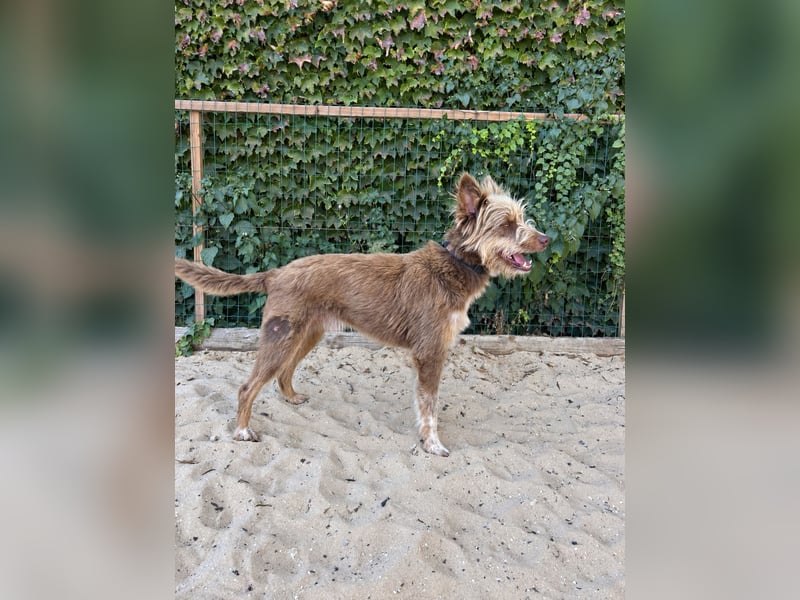 Charmanter Felix wartet auf unserem Tierschutzhof in Portugal!