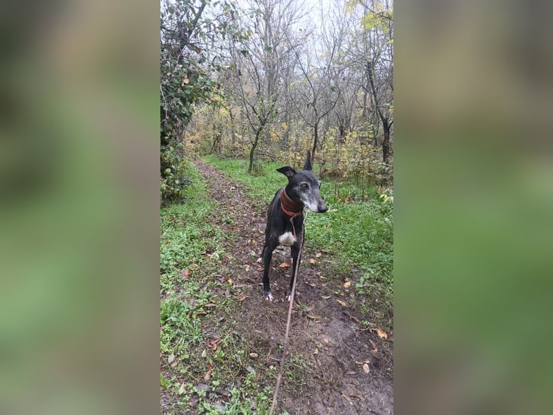 Nisha Tierschutzhund sucht ein Zuhause