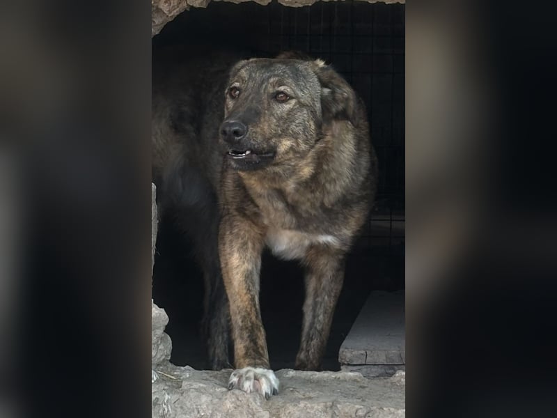 ⭐️AVA⭐️, toller Name, tolle Hündin, fast 2 Jahre, 52 cm, Mischling, Tierschutz