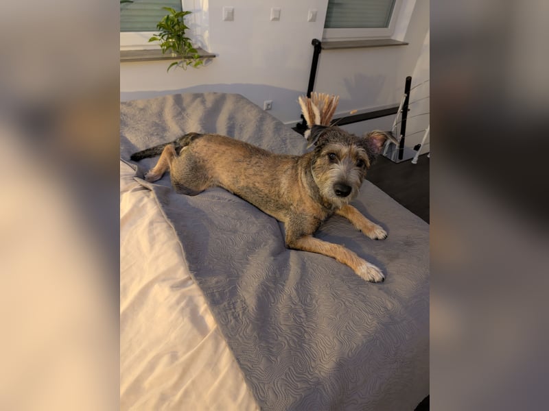 Scotty sucht ein neues Zuhause