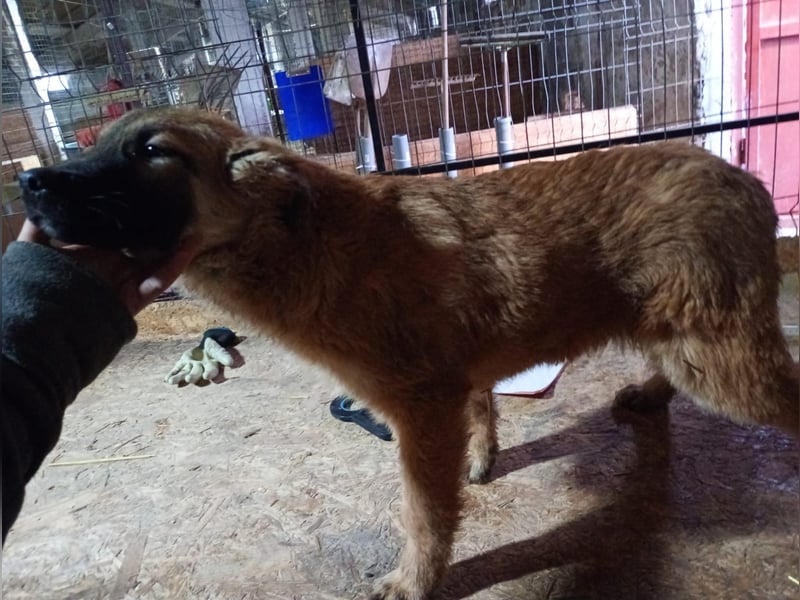 ⭐️TJUNA⭐️, Malinois-Mischling, Hündin, 9 Monate, 51 cm, Mischling, Tierschutz Rumänien