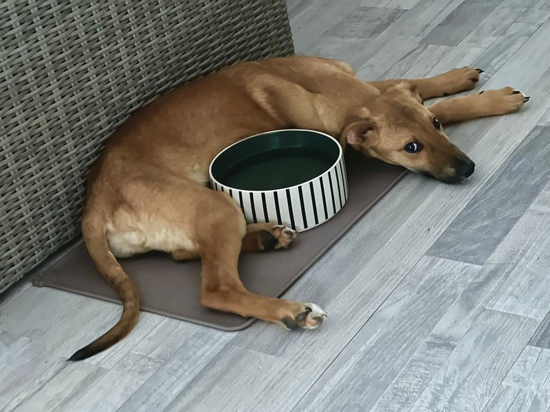 FELICY, smarter Windhund-Mix, 6 Monate, 54 cm, Tierschutz, Pflegestelle Kürten