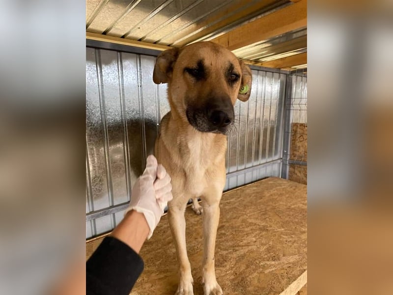 Pluto, der Hölle Tötung Vaslui entkommen