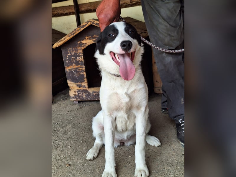 Rüde Emil stellt sich vor