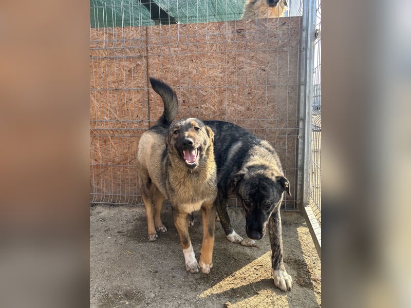 ⭐️ARI⭐️besondere Hundeseele, Rüde, 1,5 Jahre, 55cm, Mischling, Tierschutz