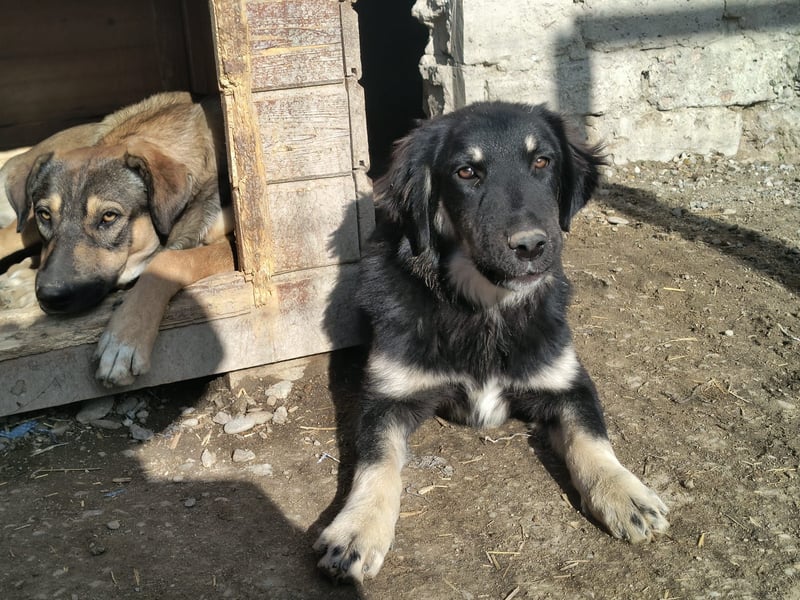 ⭐️DEALY⭐️, sanfte Schönheit, Hündin, 11 Monate, ca. 55 cm, Mischling, Tierschutz