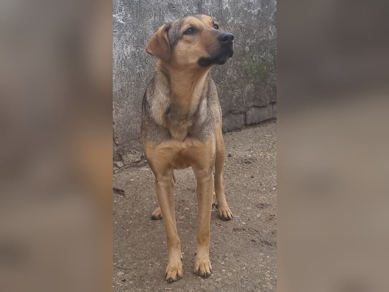 ⭐️WUMMEL⭐️, toller Hundekumpel, Rüde, 2 Jahre, 52 cm, Mischling, Tierschutz